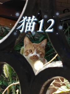 猫12生肖里是哪一个